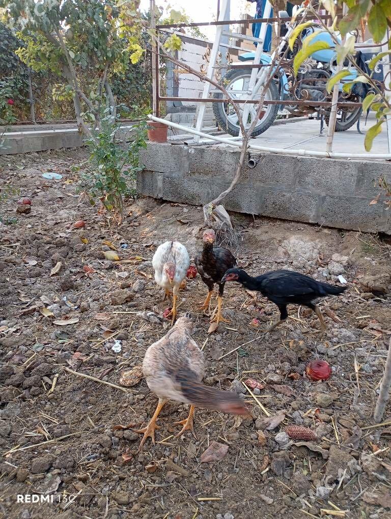 Boysovyy tovuk - Койтендаг - img 3