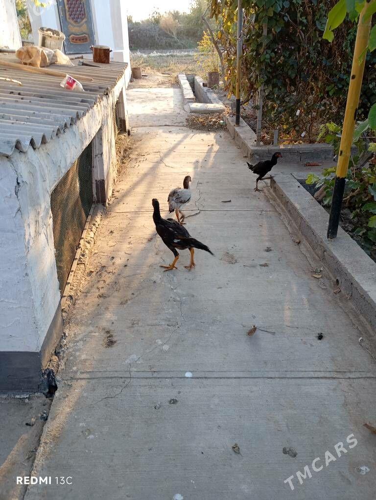 Boysovyy tovuk - Койтендаг - img 7