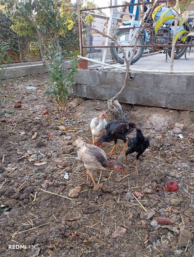 Boysovyy tovuk - Койтендаг - img 4