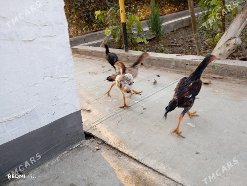 Boysovyy tovuk - Койтендаг - img 8