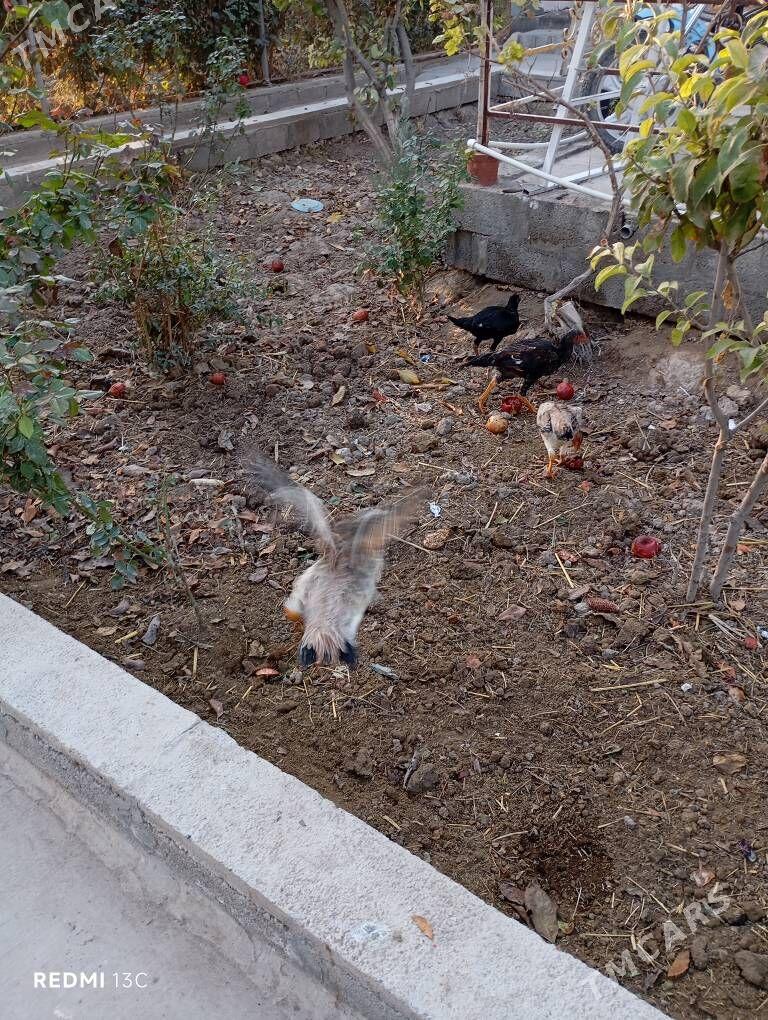 Boysovyy tovuk - Койтендаг - img 5