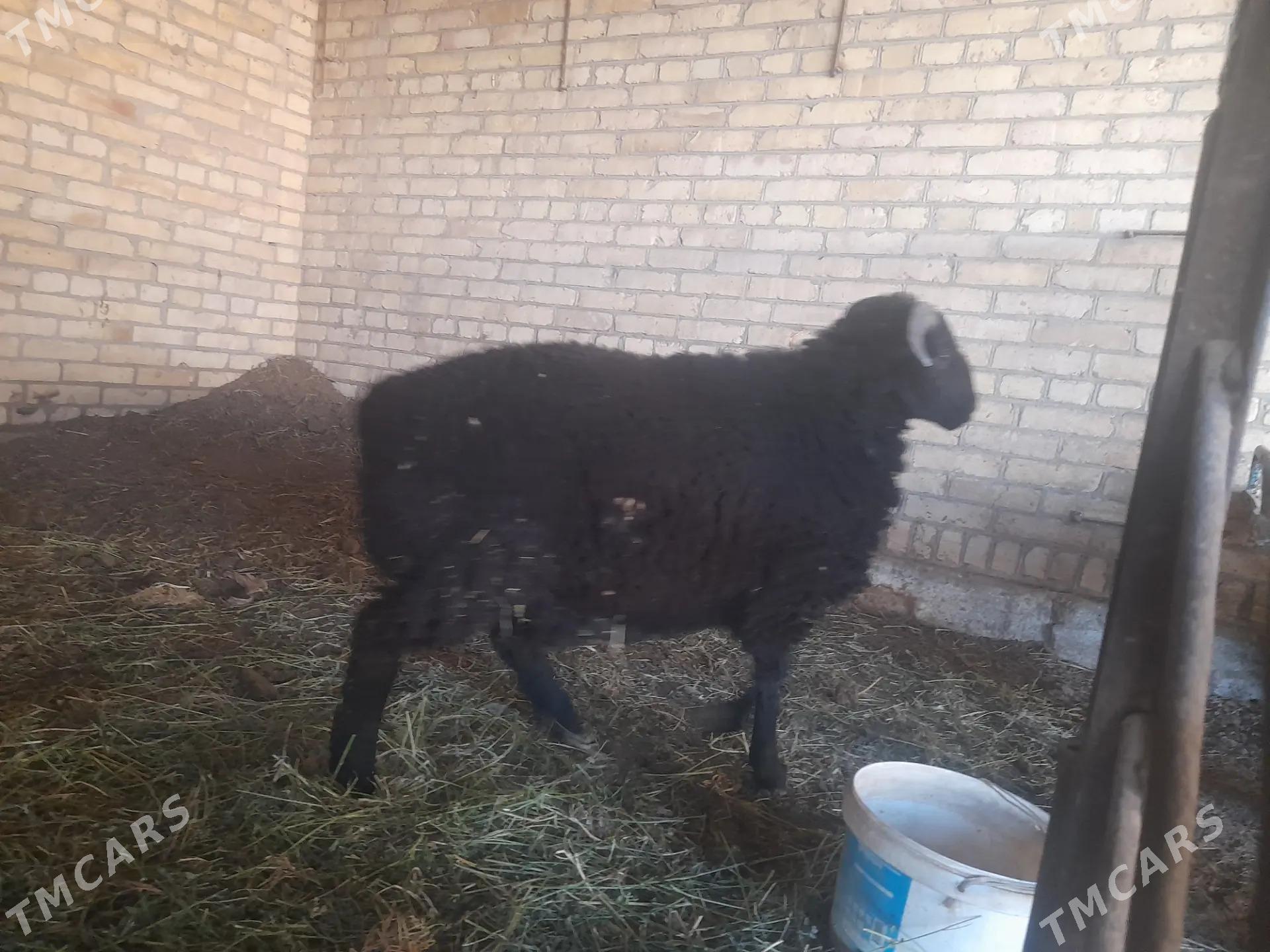 goçkar - Чарджоу - img 2