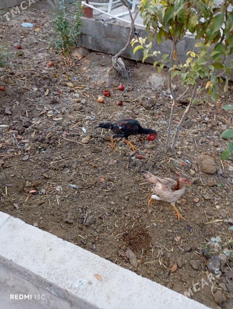 Boysovyy tovuk - Койтендаг - img 6