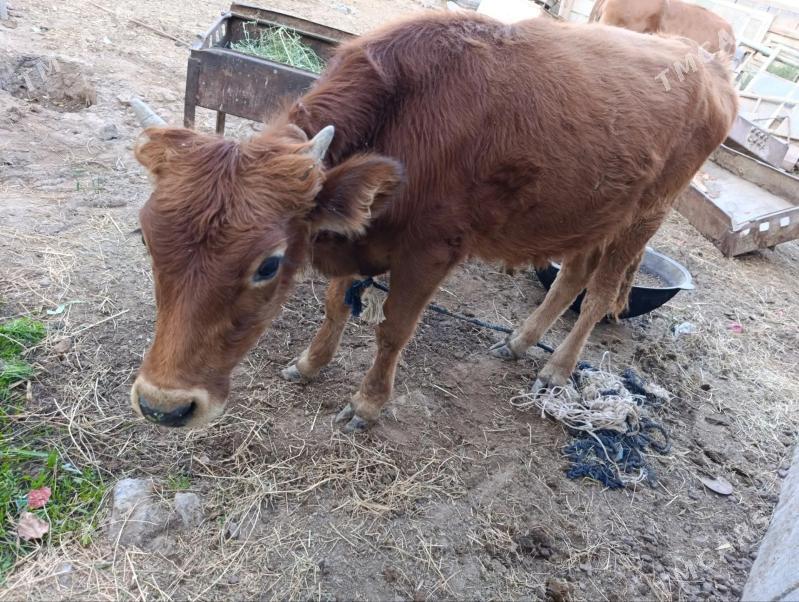 Okuz (öküz) - Теджен - img 2