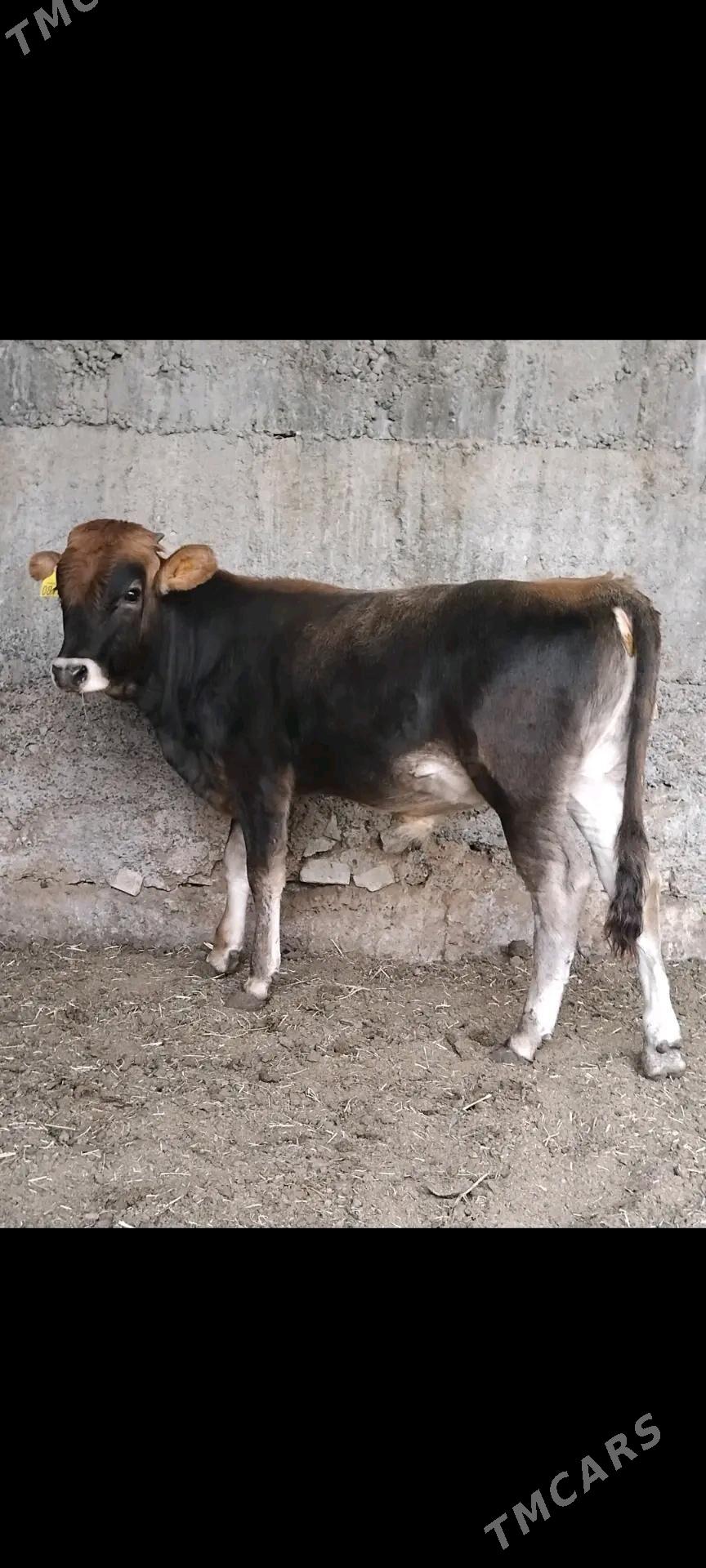 ŠWES OKUZ TUWE - Бузмеин - img 5