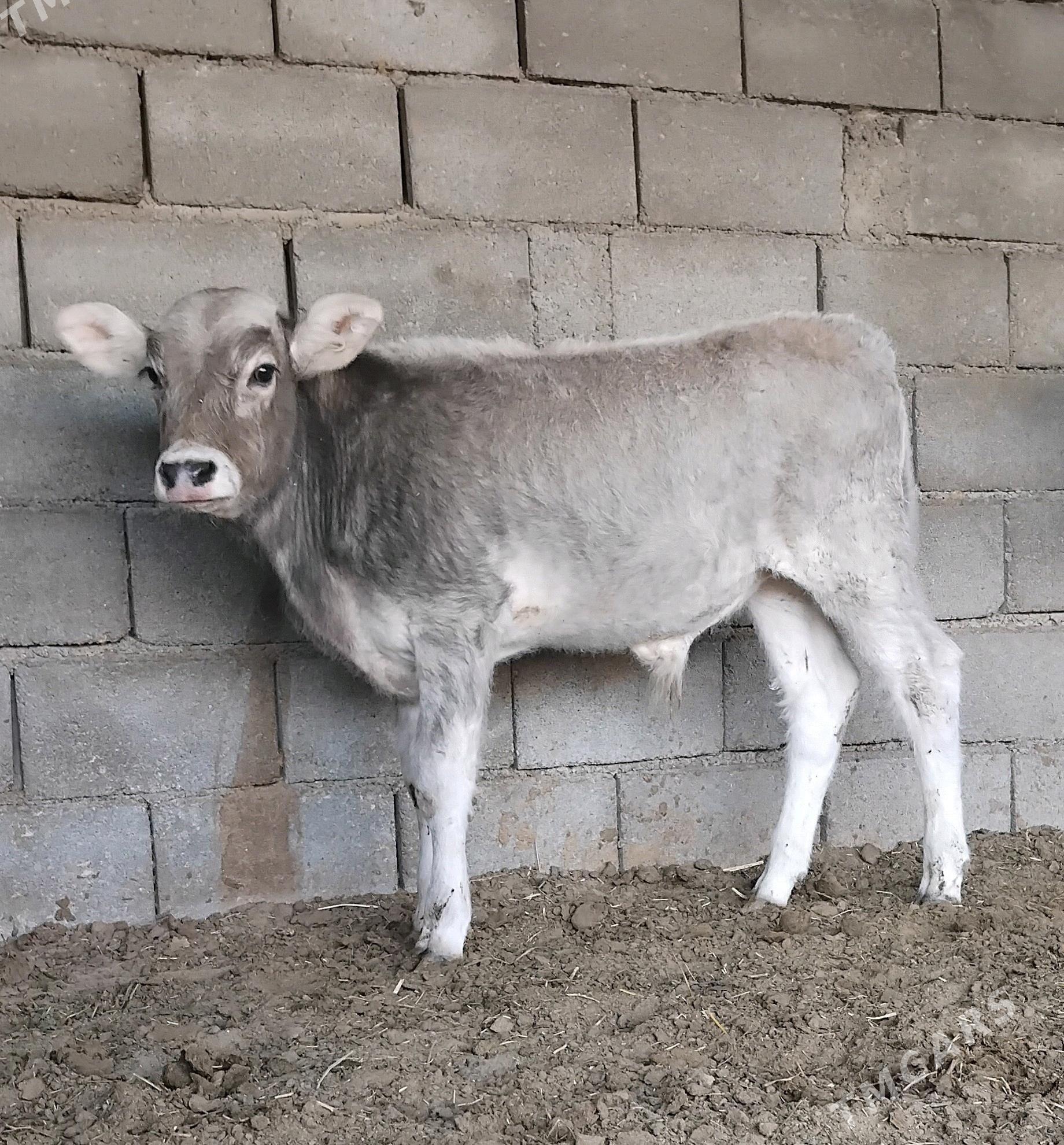 ŠWES OKUZ TUWE - Бузмеин - img 3