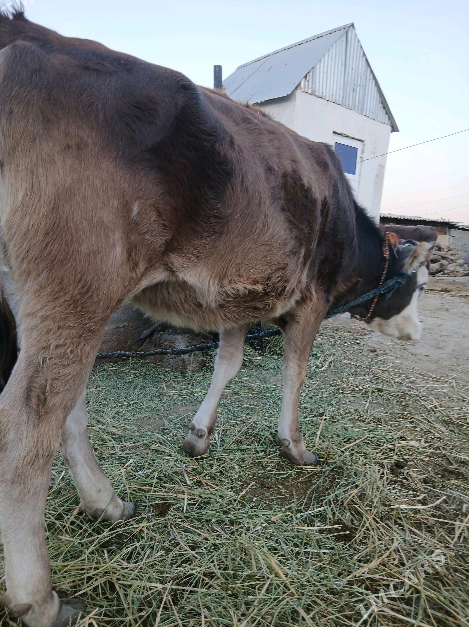 Tuwe - Гёкдепе - img 2