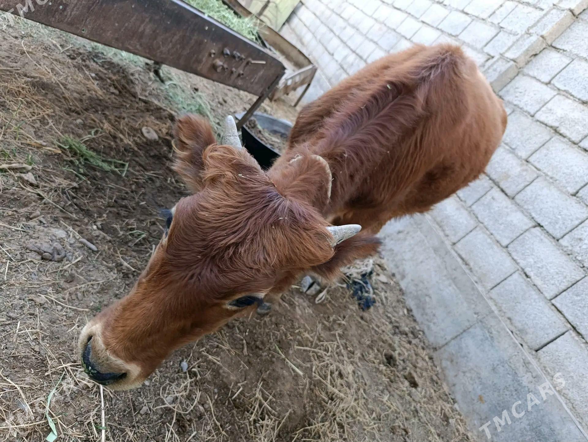 Okuz (öküz) - Теджен - img 3