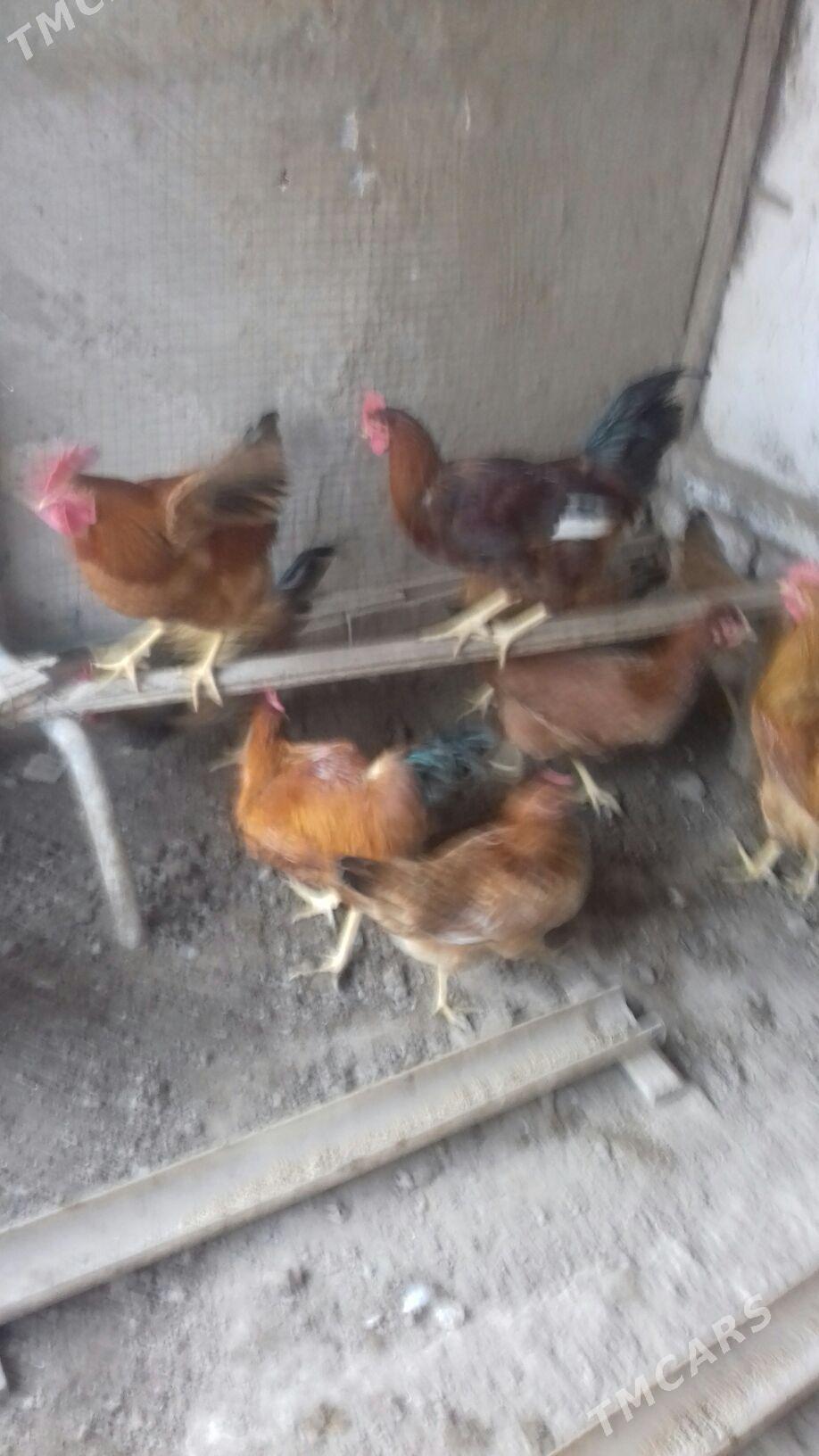 horaz - Дашогуз - img 3