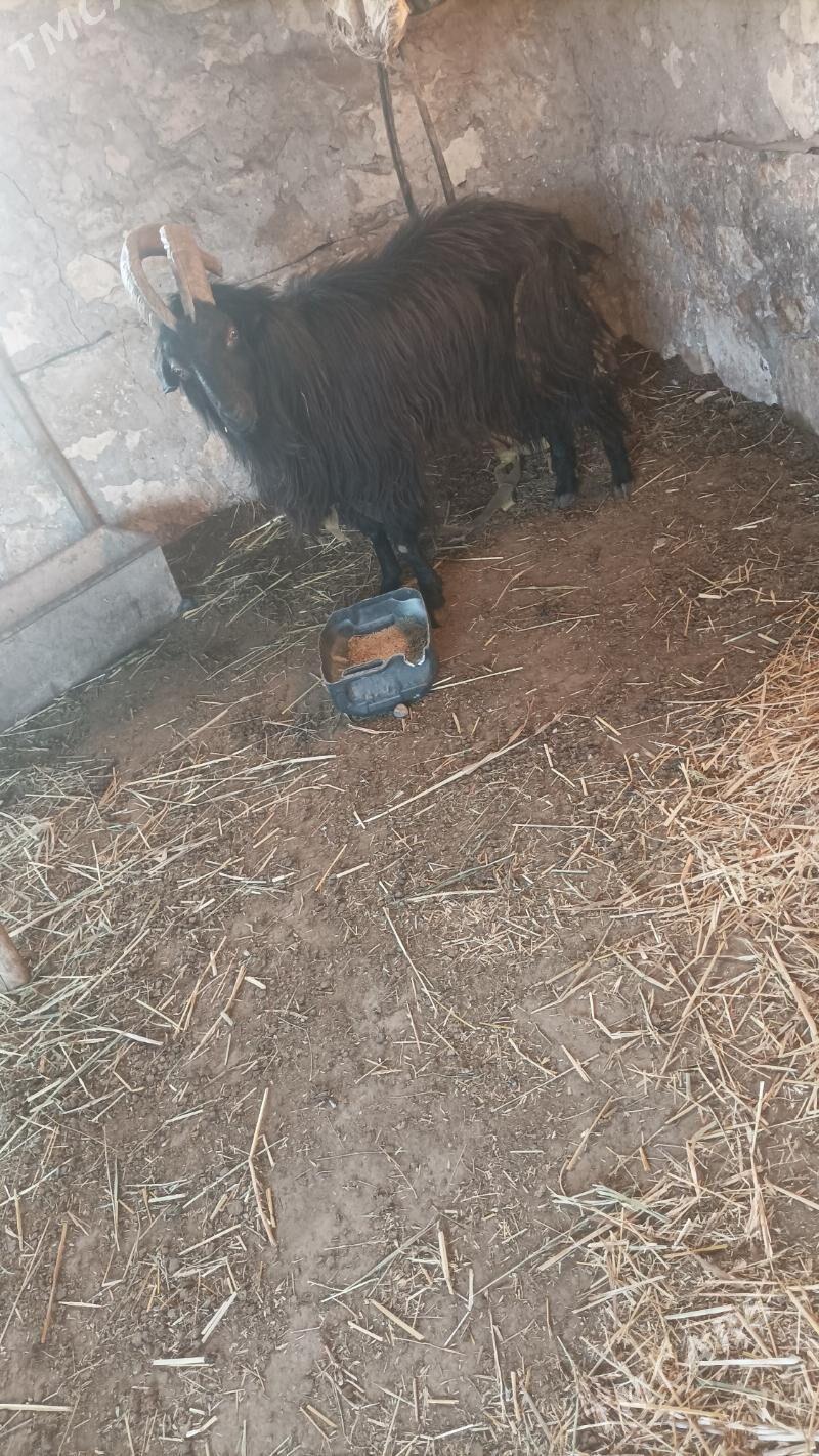 teke - Койтендаг - img 3