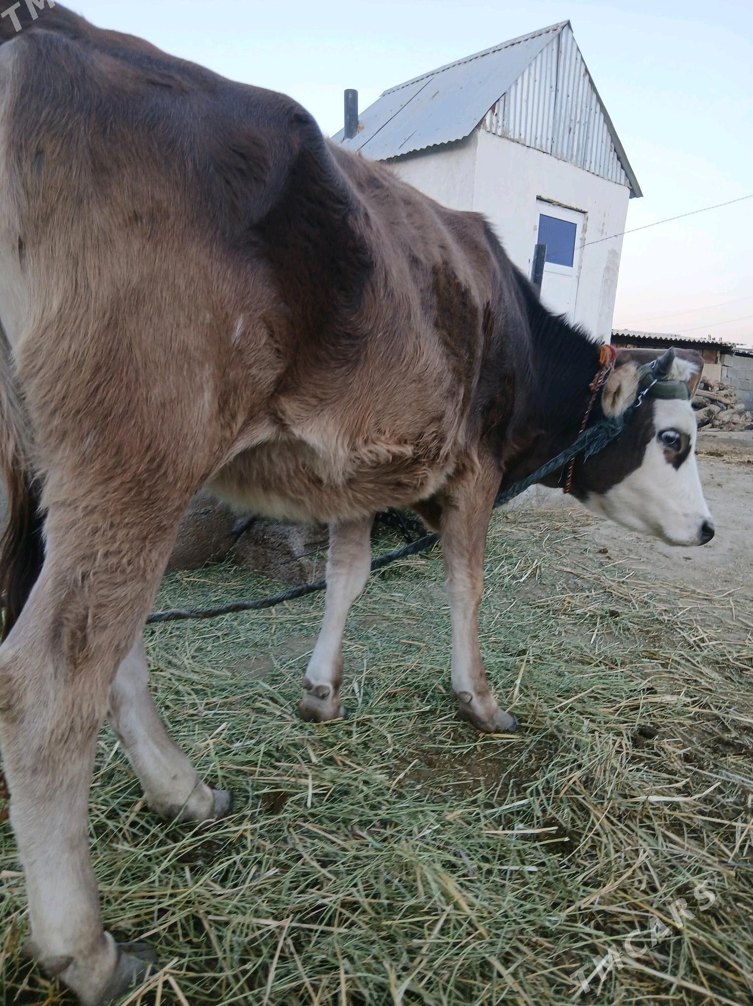 Tuwe - Гёкдепе - img 3