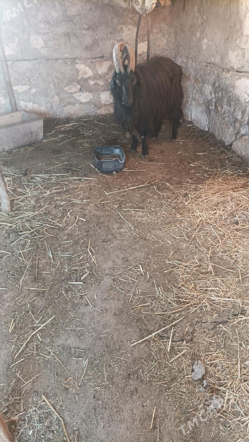 teke - Койтендаг - img 2