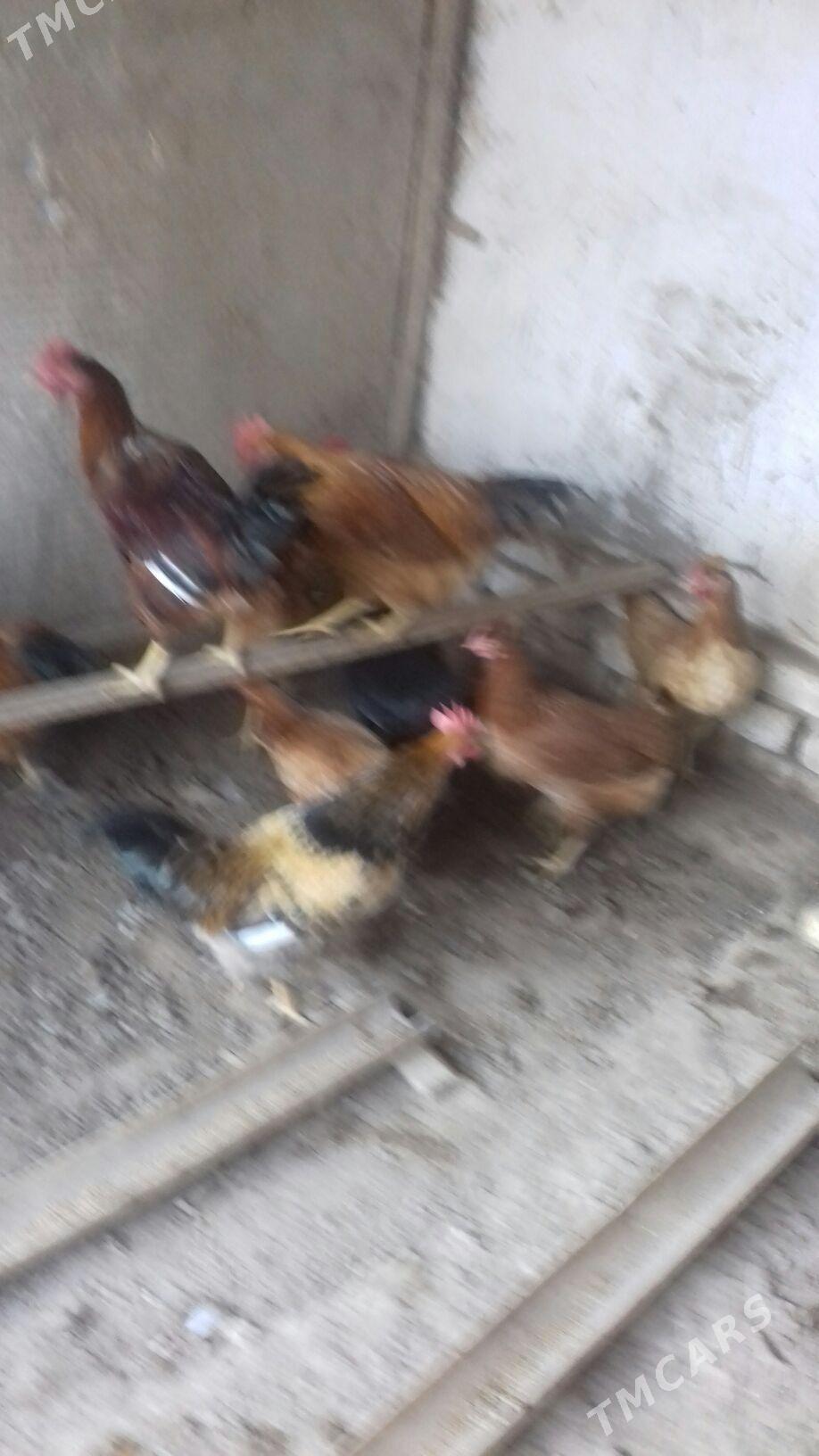 horaz - Дашогуз - img 2