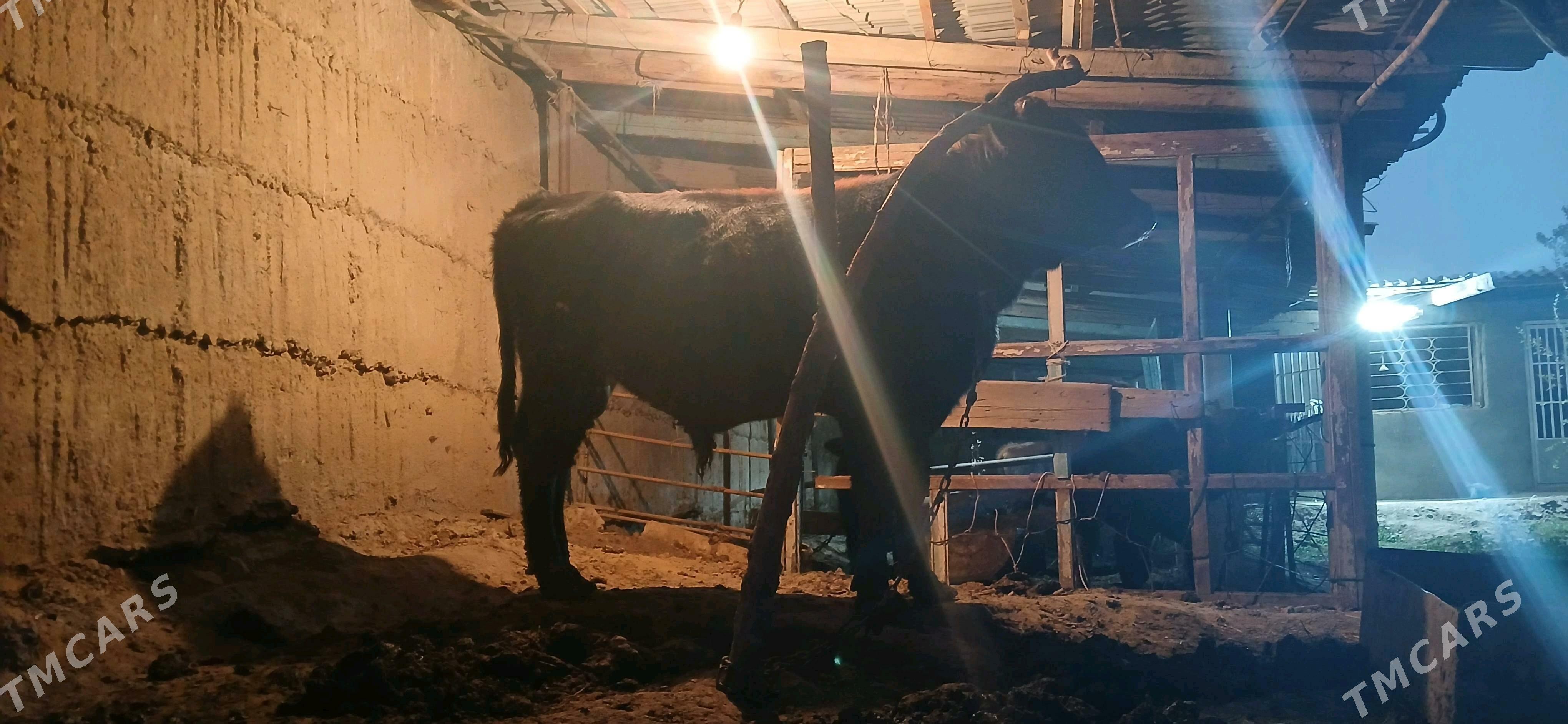 okuz - Анев - img 3