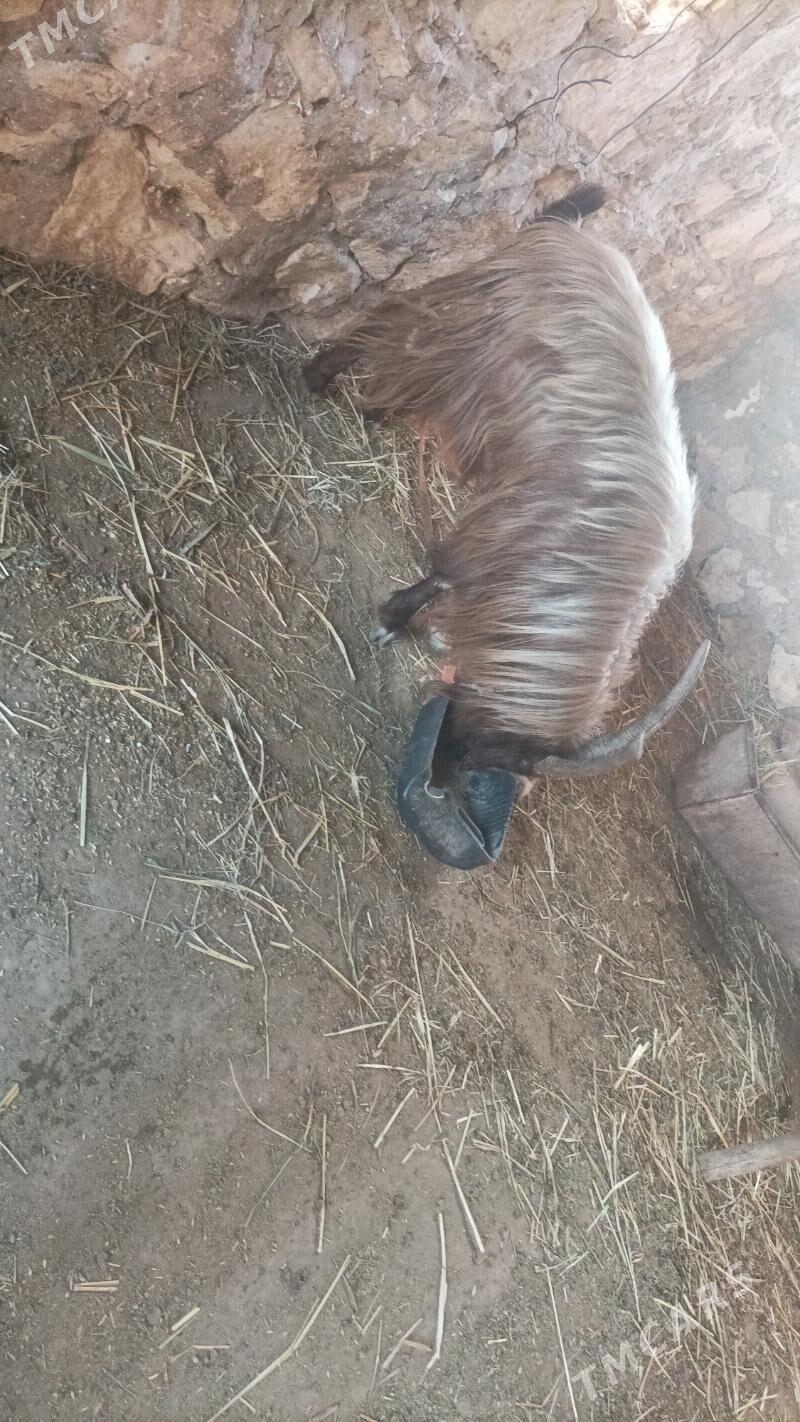 teke - Койтендаг - img 4