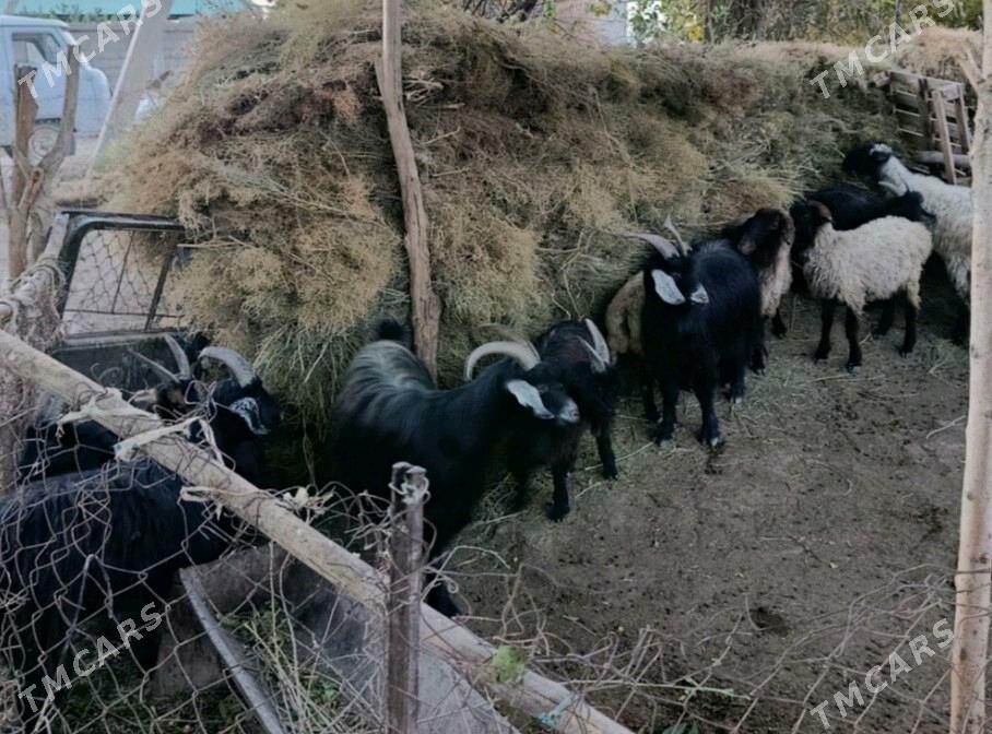 GoYun ve geçiler - Теджен - img 2