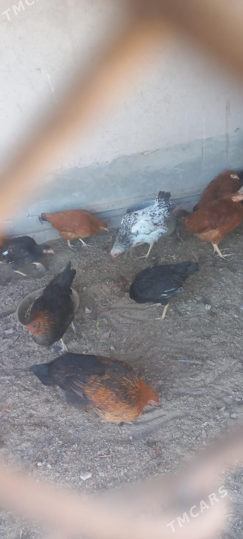 tovuk jüyje - Köneürgenç - img 3