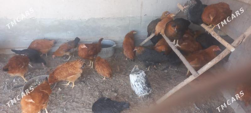 tovuk jüyje - Köneürgenç - img 4