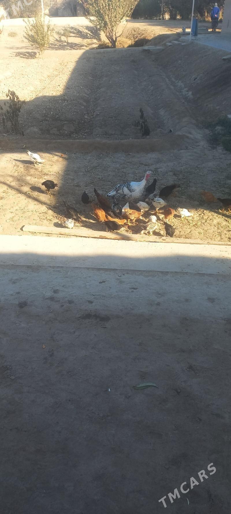 tovuk jüyje - Köneürgenç - img 5