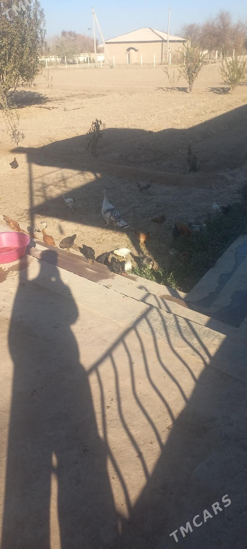 tovuk jüyje - Köneürgenç - img 6