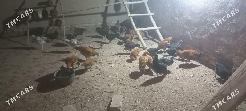 tovuk jüyje - Köneürgenç - img 2