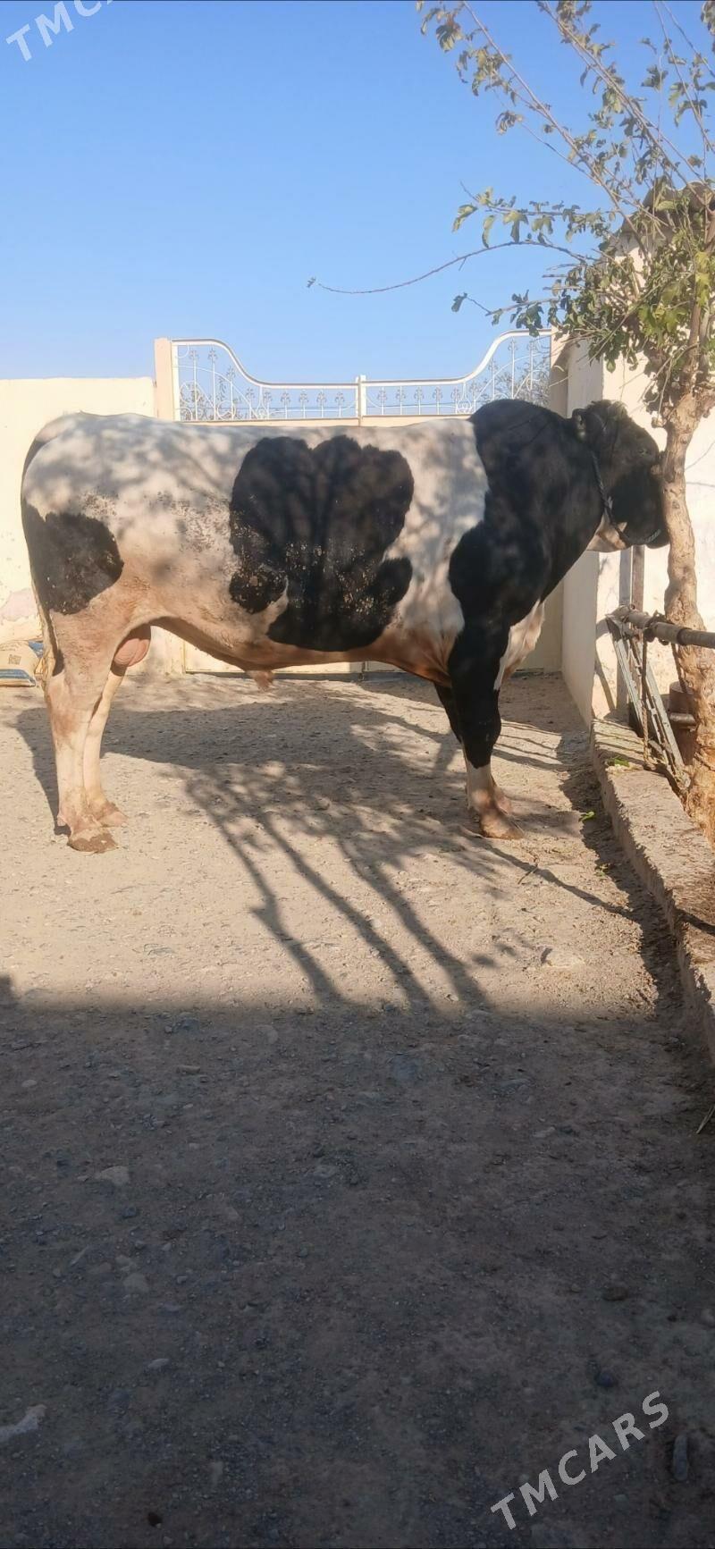 okuz - Ашхабад - img 2