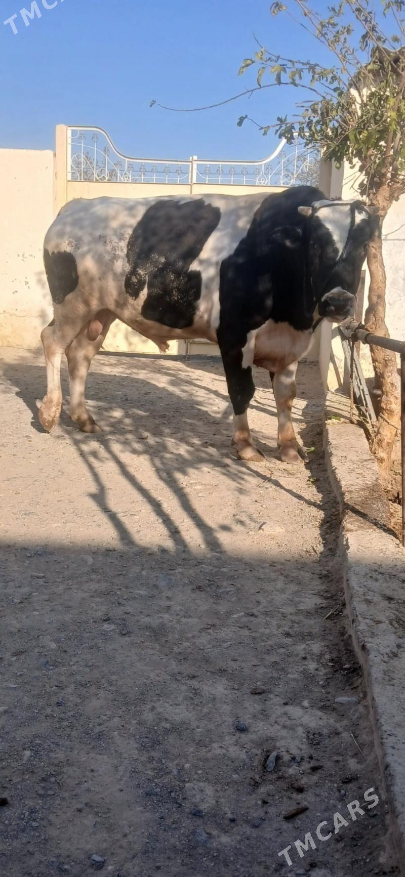 okuz - Ашхабад - img 3