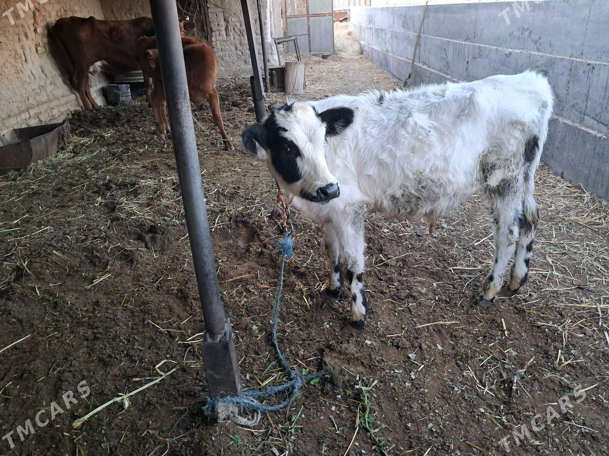 окизче - Туркменабат - img 2