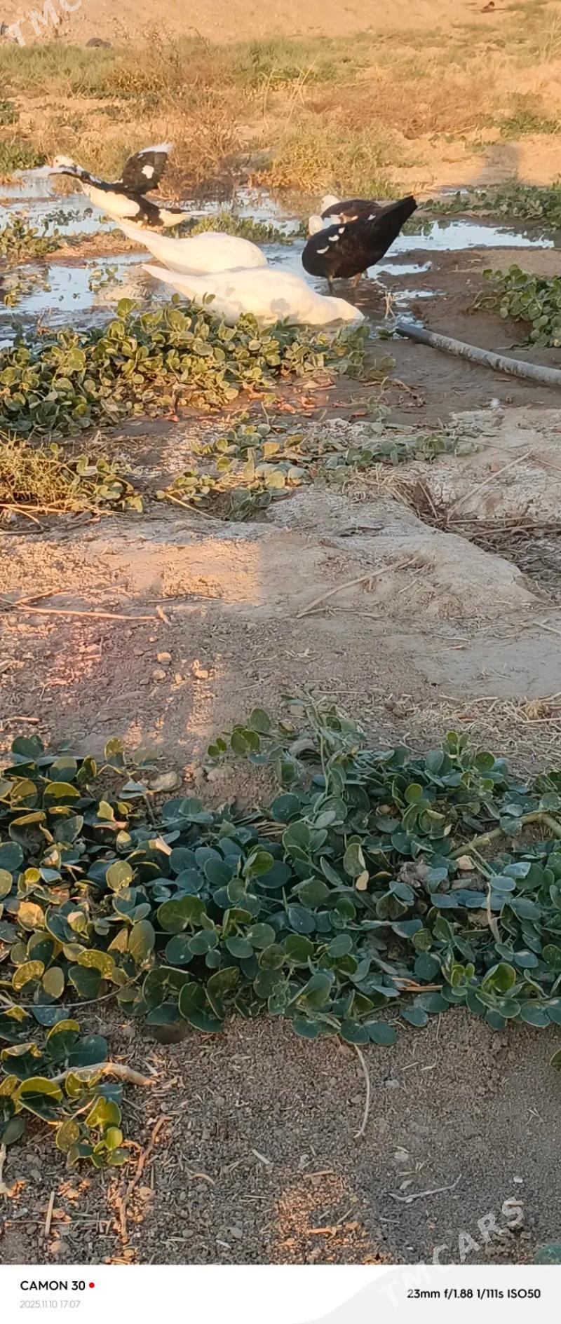 yasylbas ordek - Байрамали - img 2