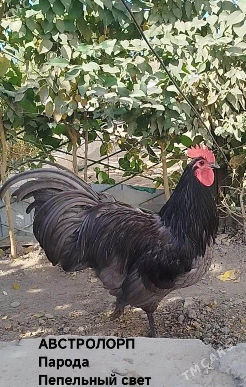 АВСТРОЛОРП - Туркменабат - img 5