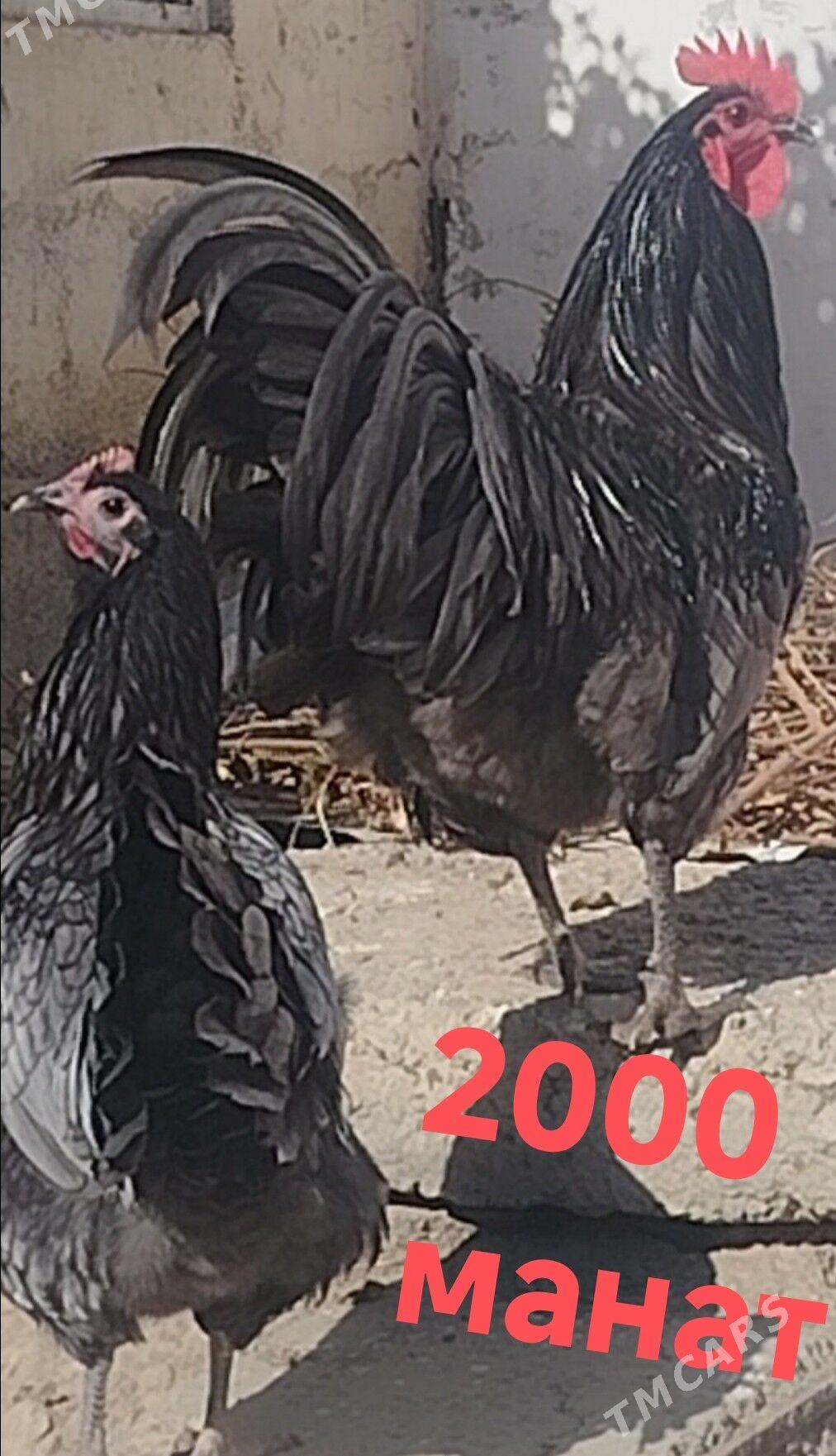 АВСТРОЛОРП - Туркменабат - img 2