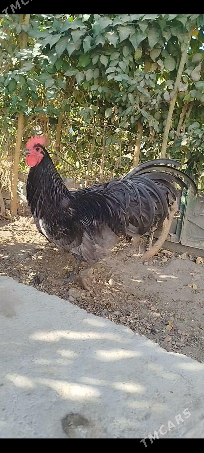 АВСТРОЛОРП - Туркменабат - img 6