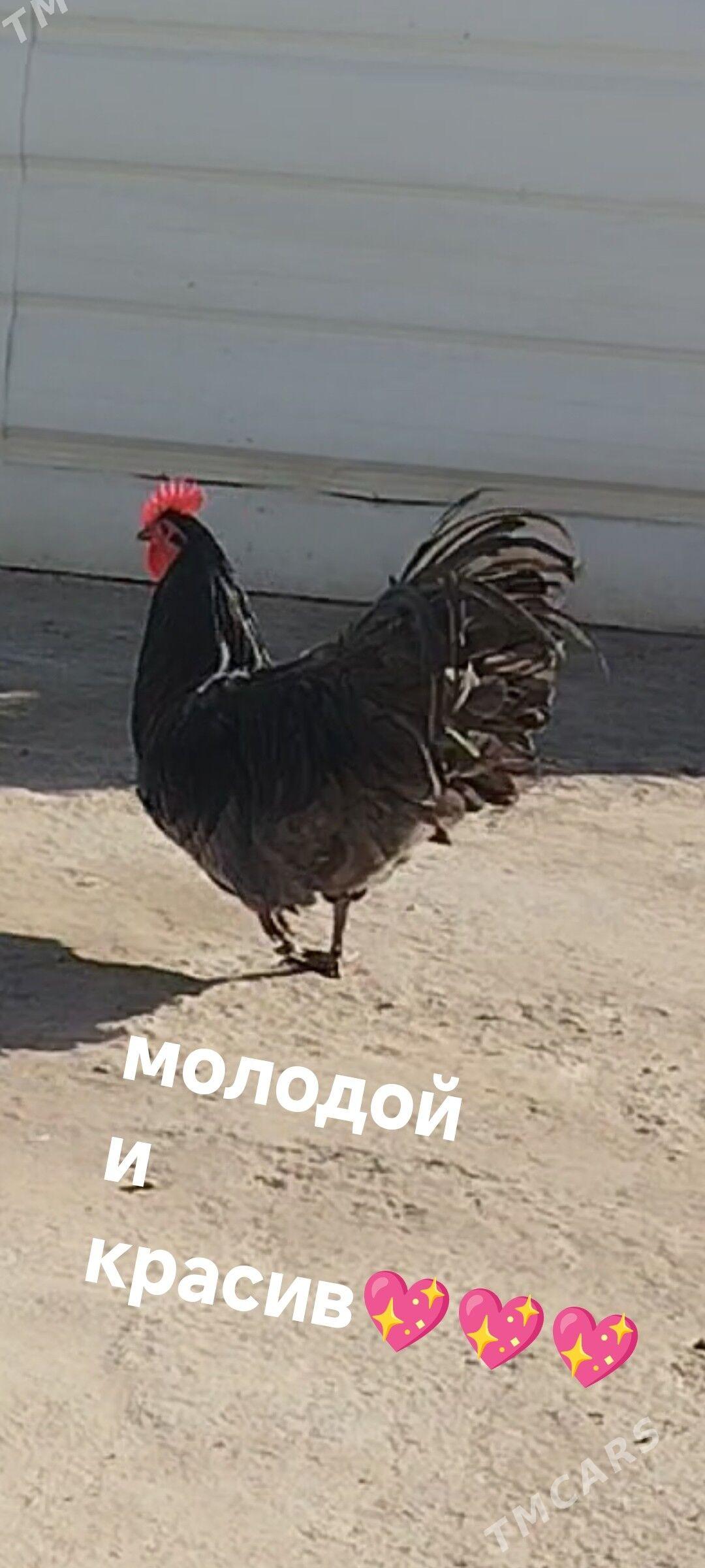 АВСТРОЛОРП - Туркменабат - img 3