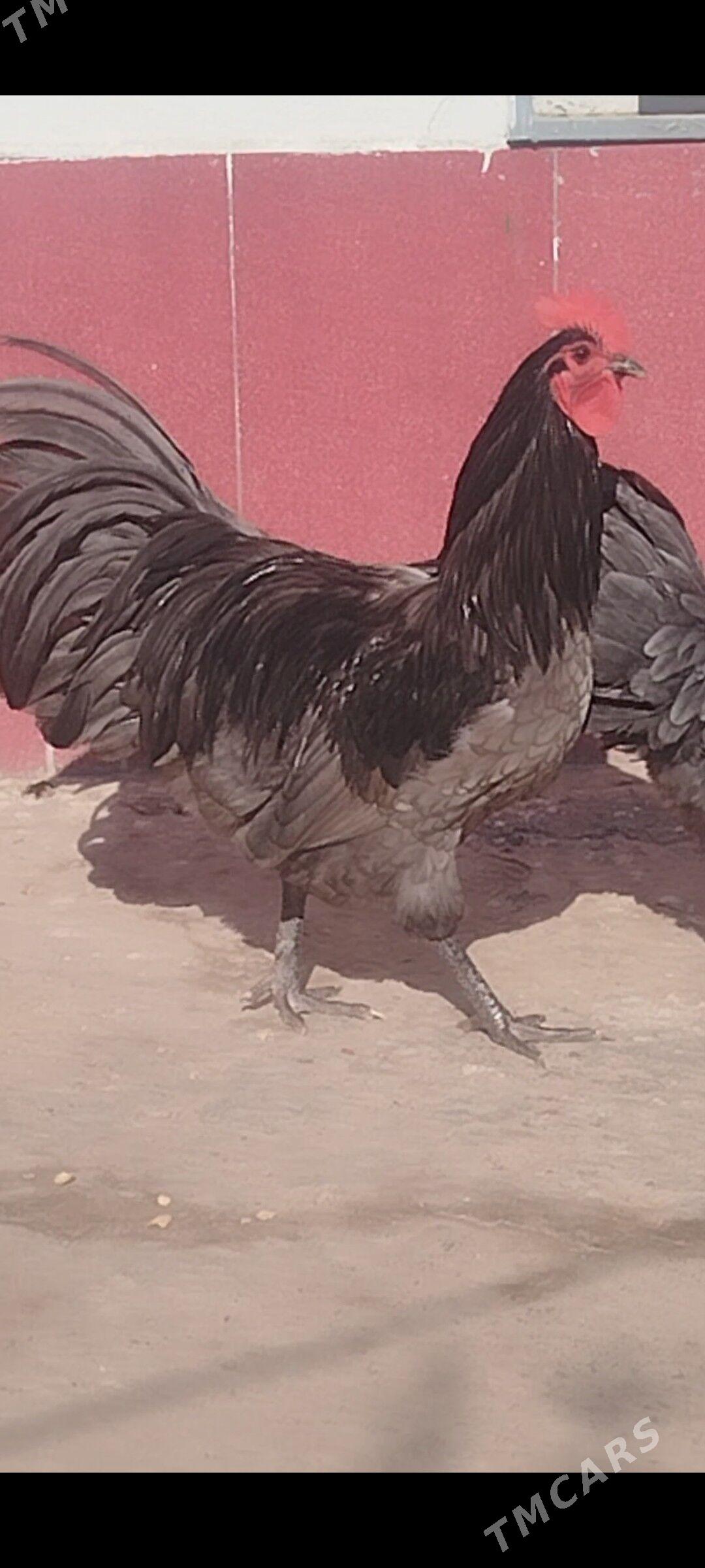 АВСТРОЛОРП - Туркменабат - img 10