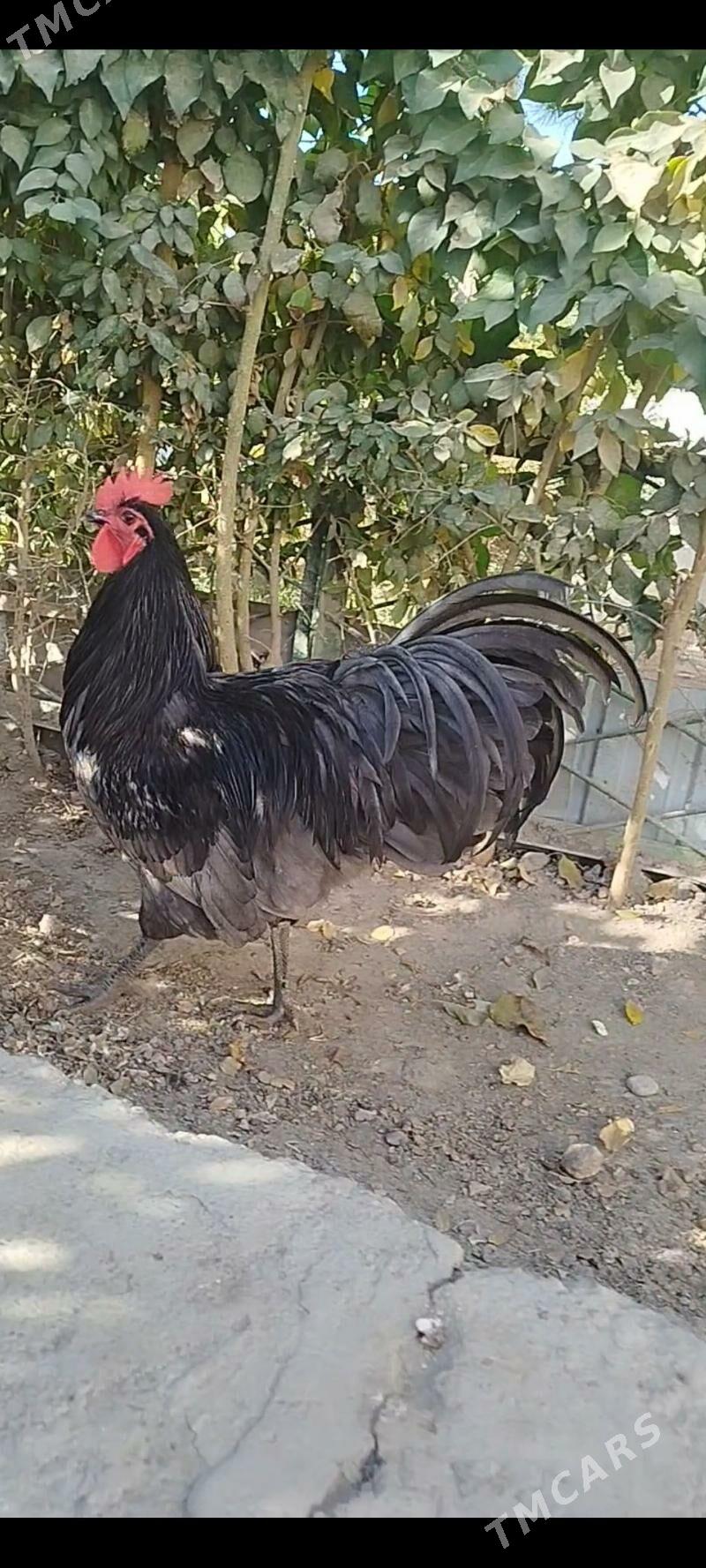 АВСТРОЛОРП - Туркменабат - img 7