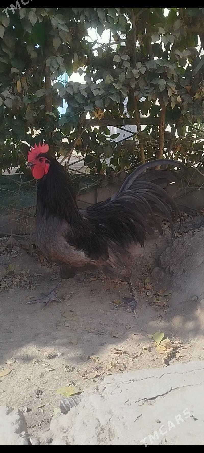 АВСТРОЛОРП - Туркменабат - img 9