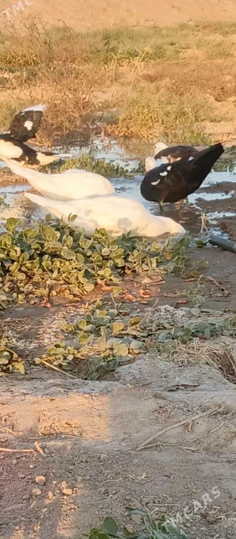 yasylbas ordek - Байрамали - img 3