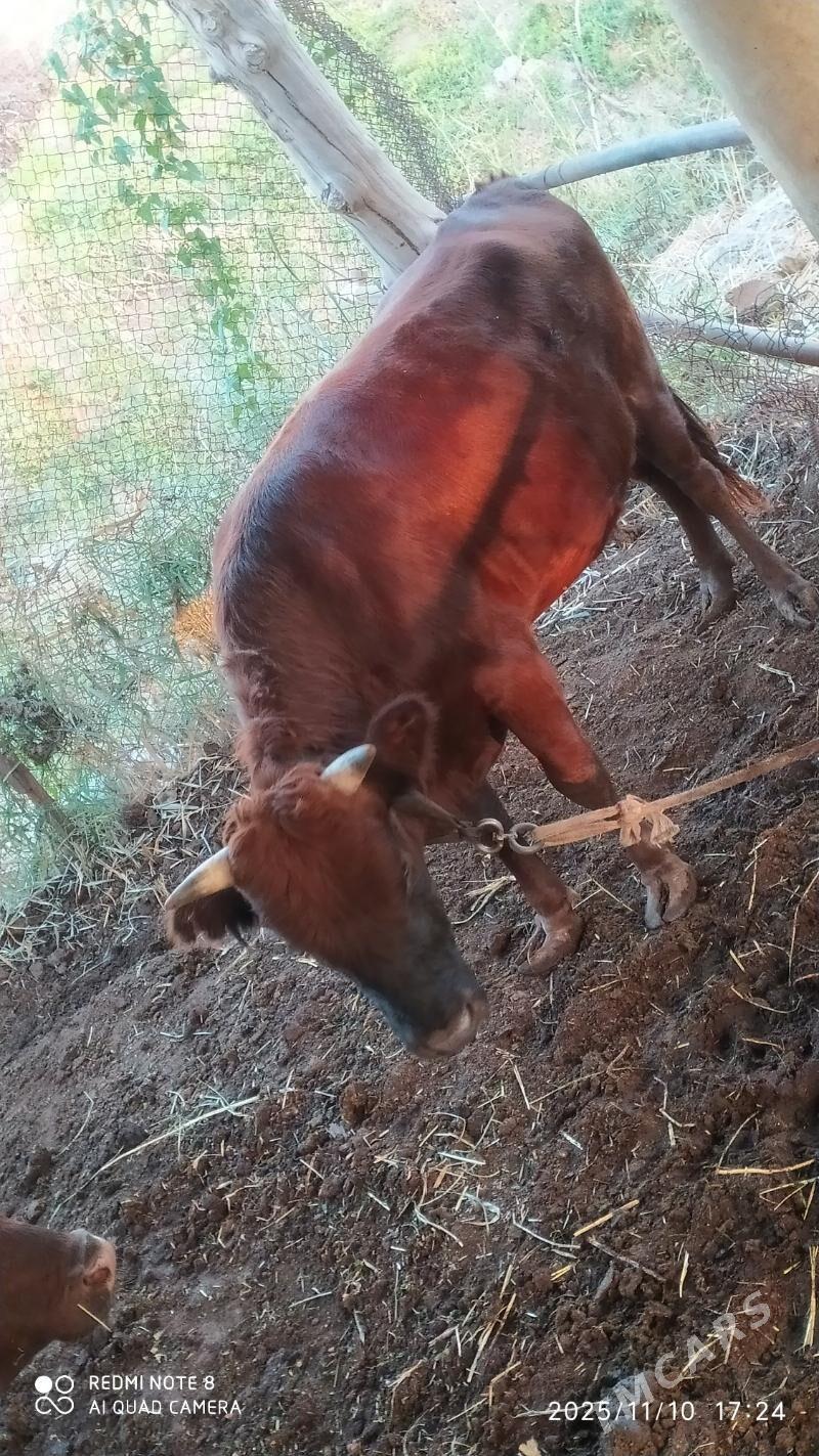 okuz - Векильбазар - img 3