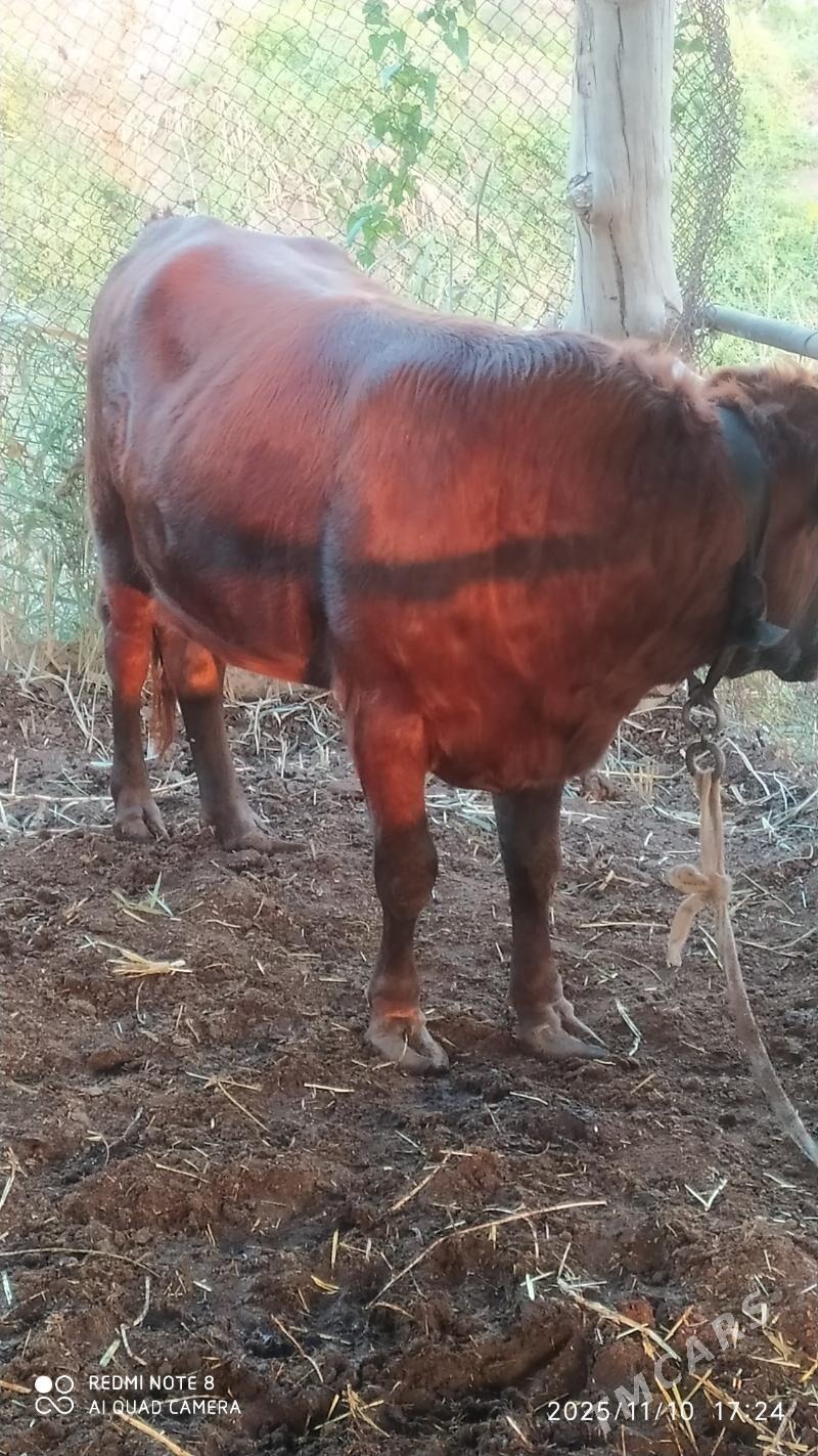 okuz - Векильбазар - img 2