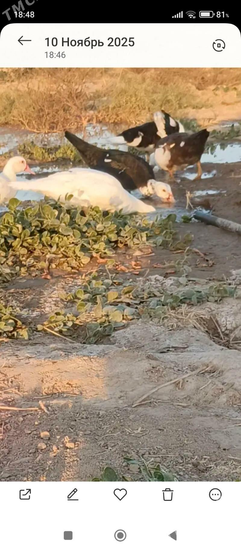 yasylbas ordek - Байрамали - img 4