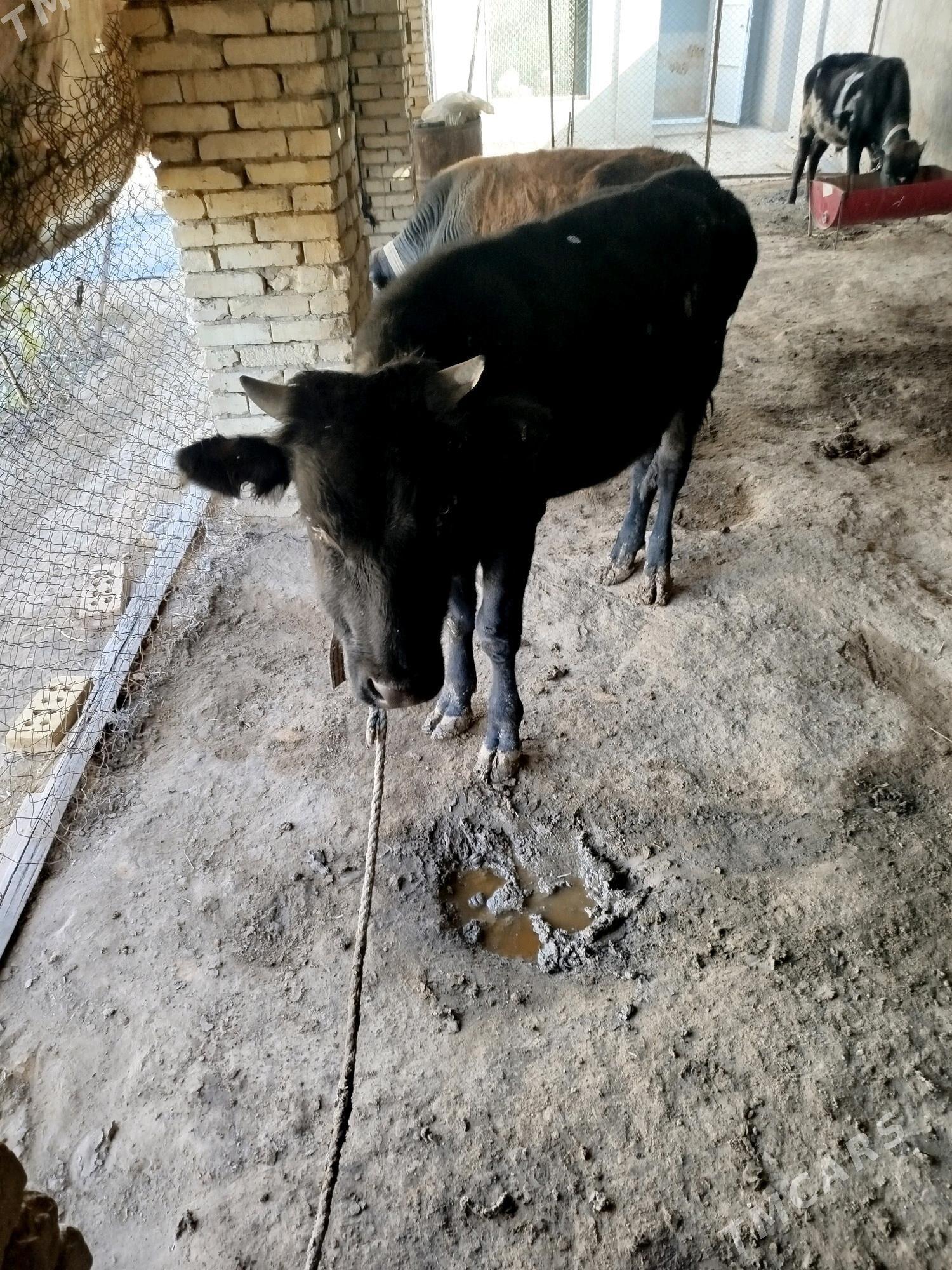 Öküz - Байрамали - img 2