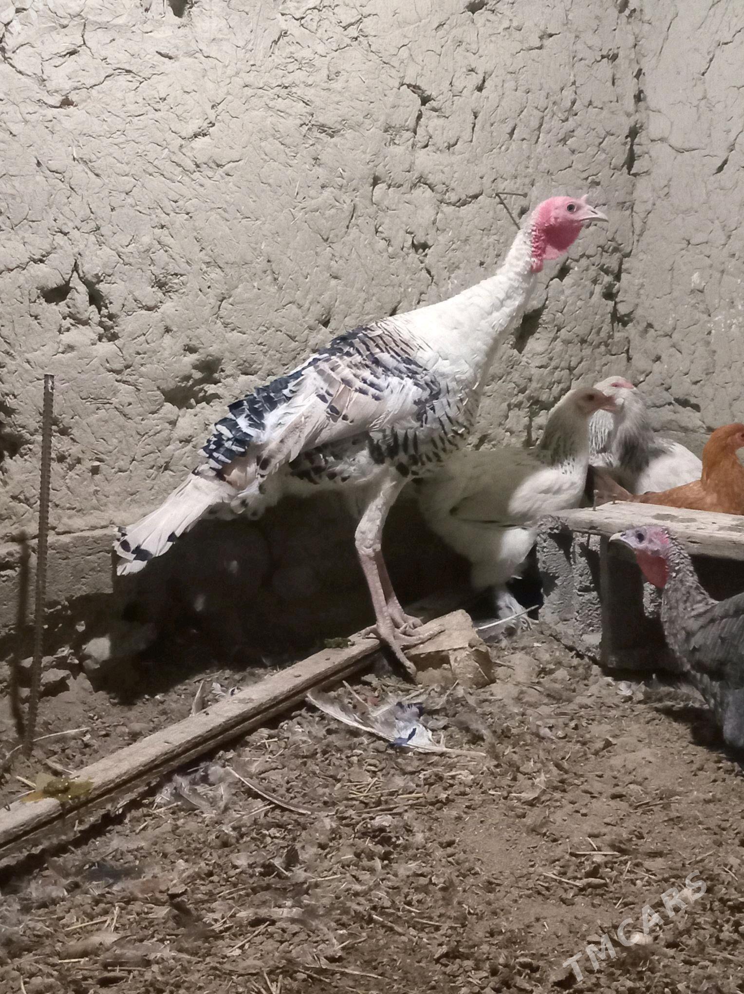 erkek induk - Бахарден - img 2