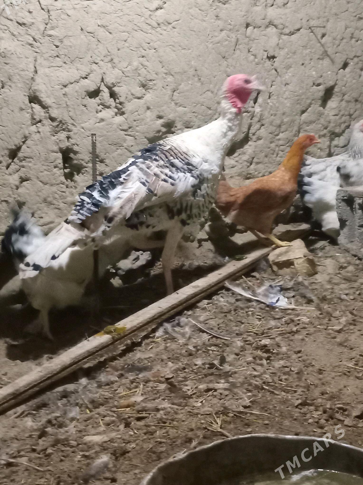 erkek induk - Бахарден - img 3