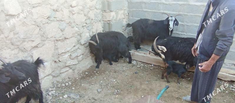 satlyk geçi - Türkmenbaşy - img 3