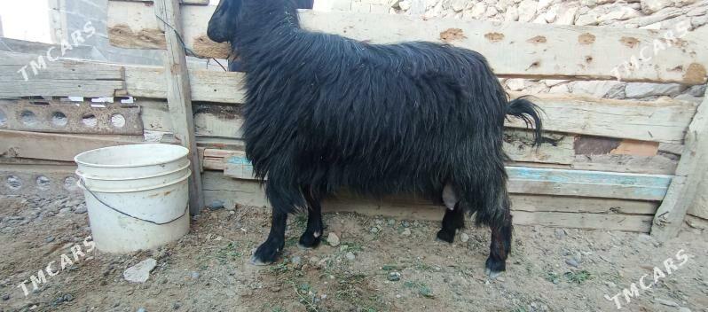 satlyk geçi - Türkmenbaşy - img 5