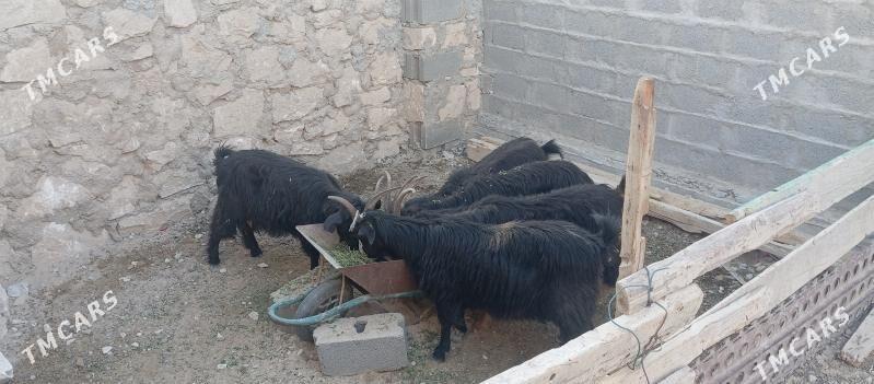 satlyk geçi - Türkmenbaşy - img 8