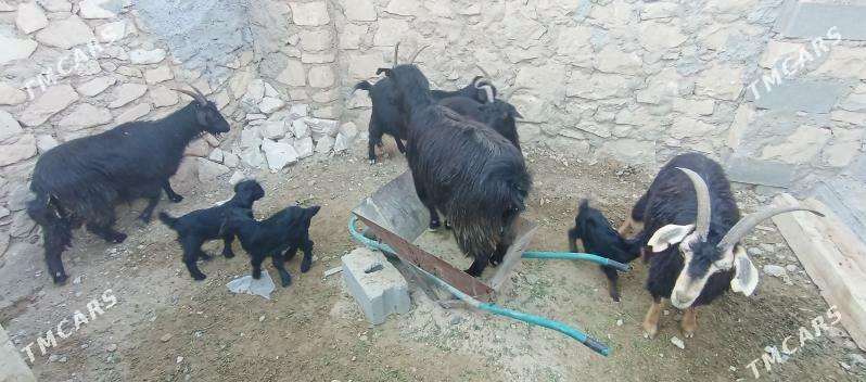 satlyk geçi - Türkmenbaşy - img 4