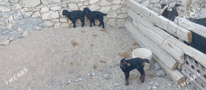 satlyk geçi - Türkmenbaşy - img 2