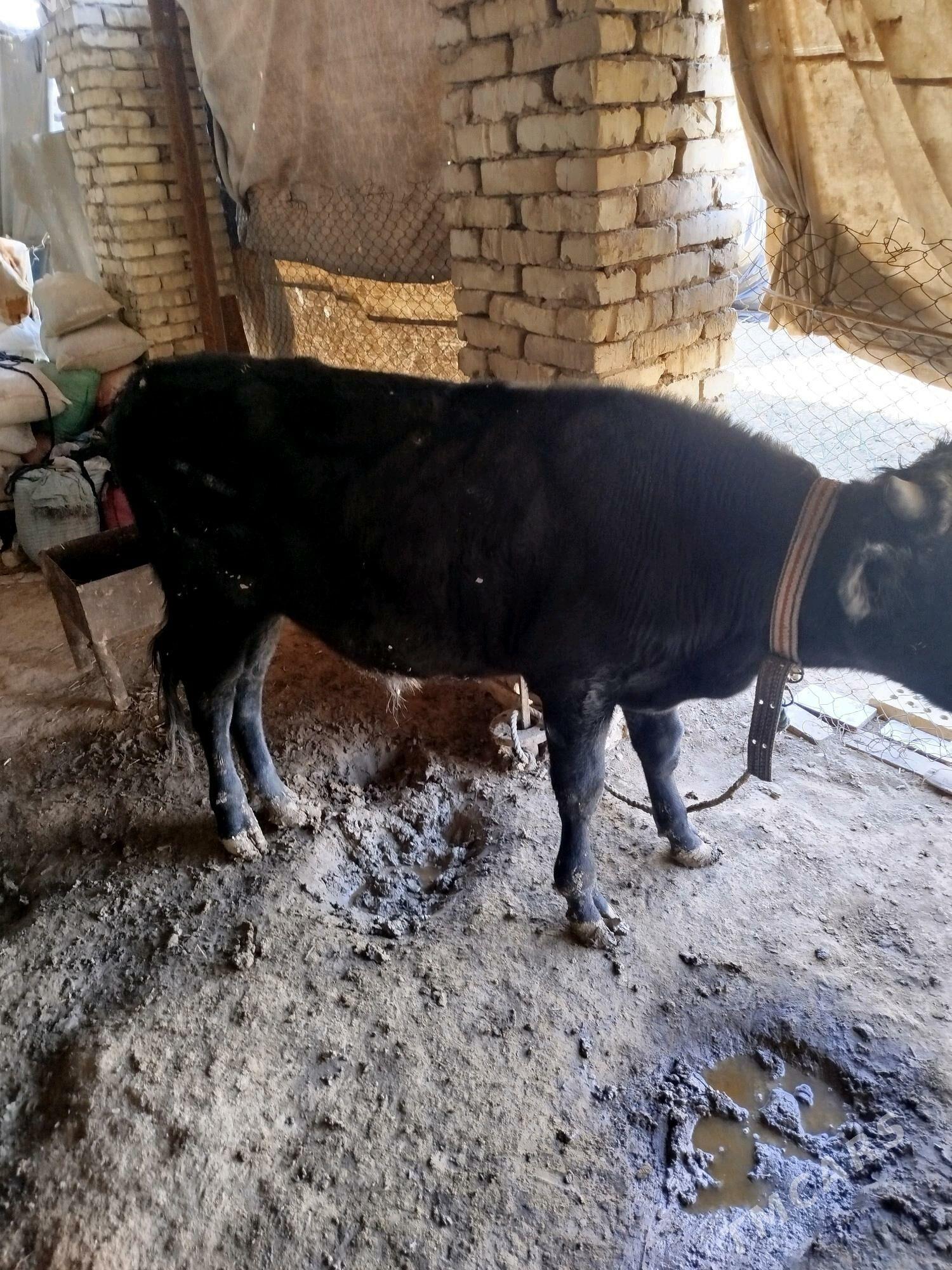 Öküz - Байрамали - img 5