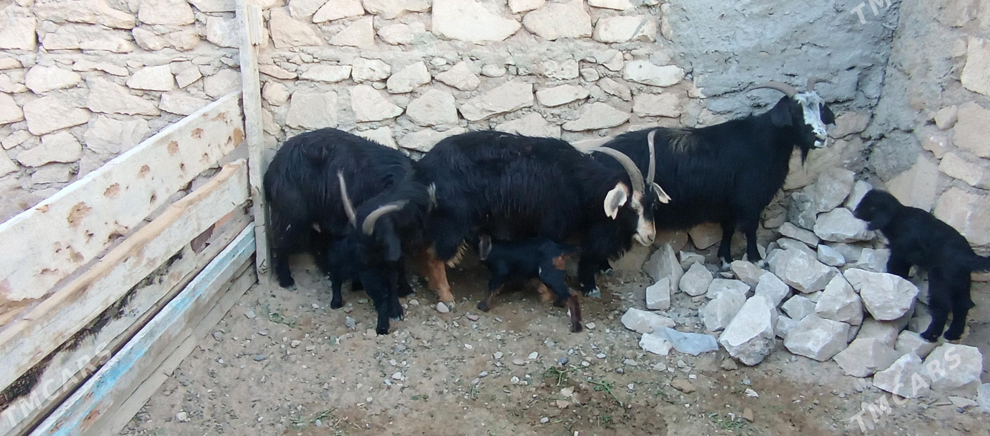 satlyk geçi - Türkmenbaşy - img 6